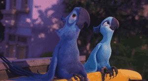 Blu and Jewel. Rio.